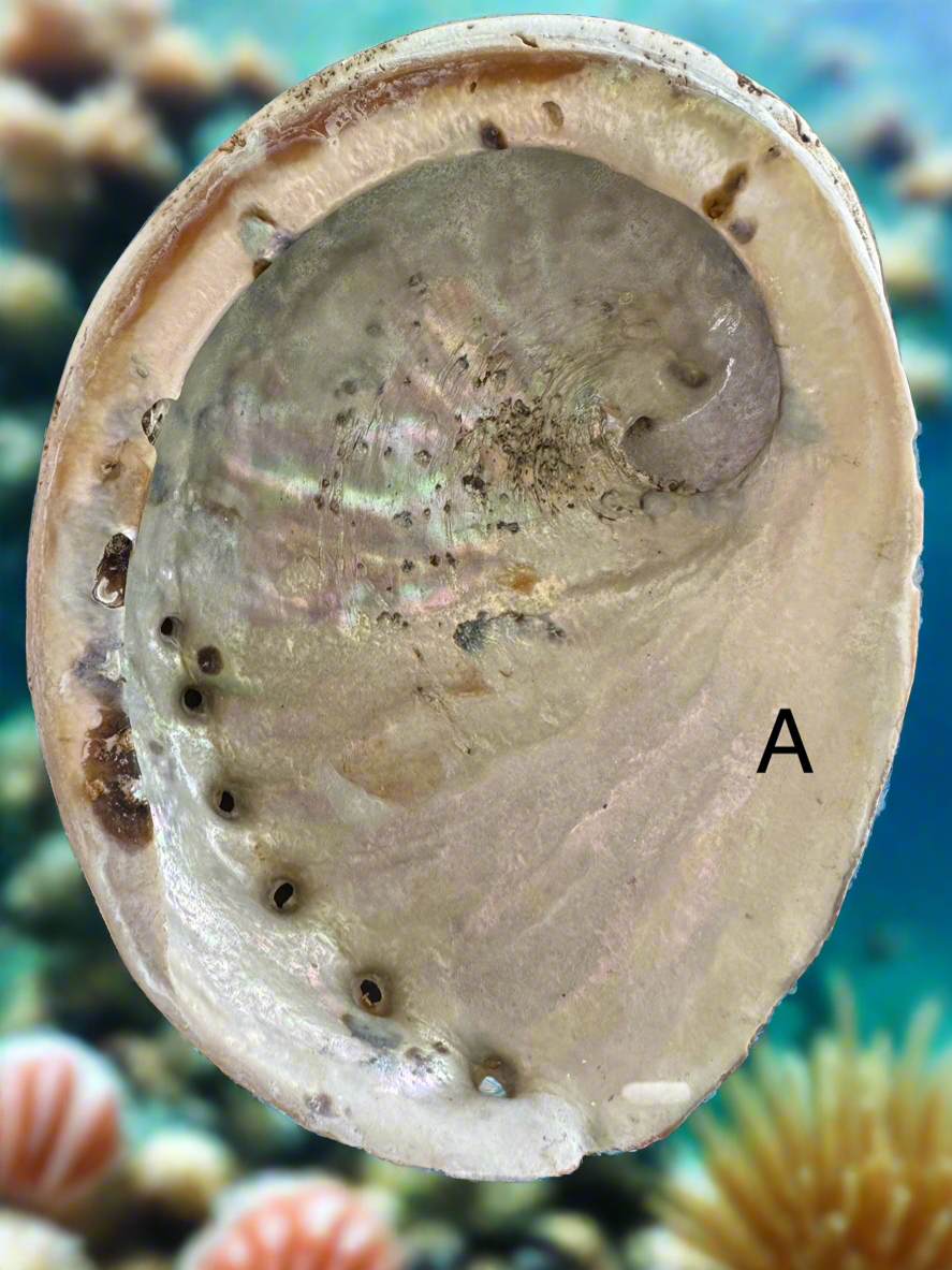 Abalone Shell A