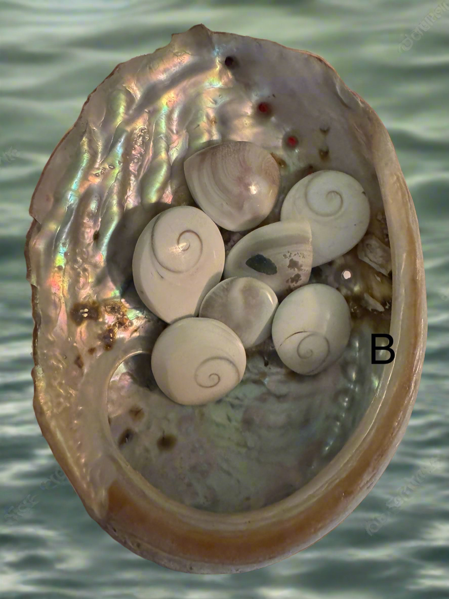 Abalone Shell (B)