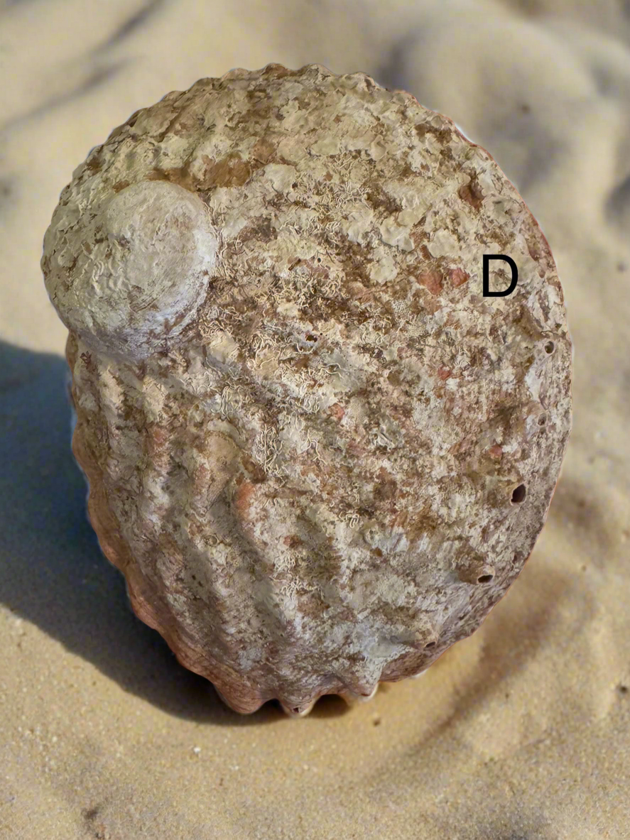 Abalone Shell (D)