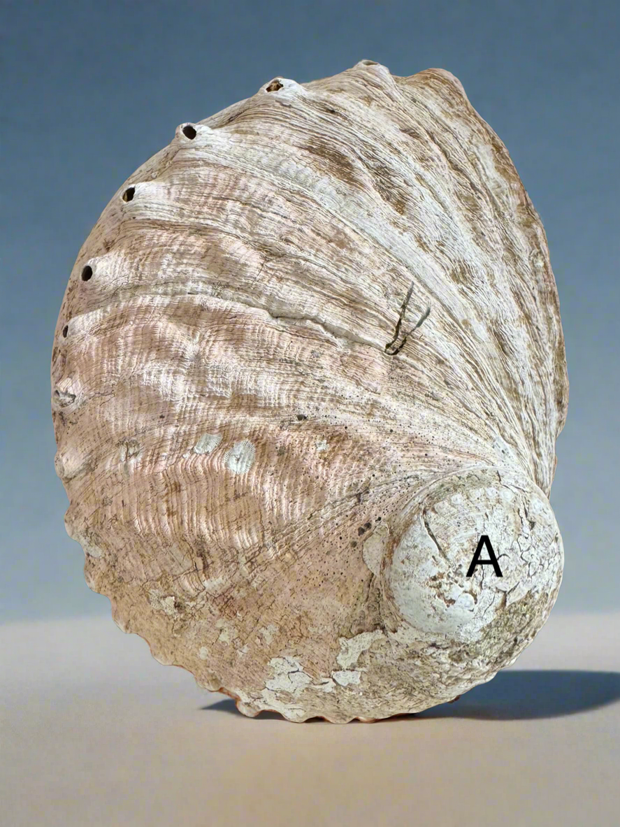 Abalone Shell A