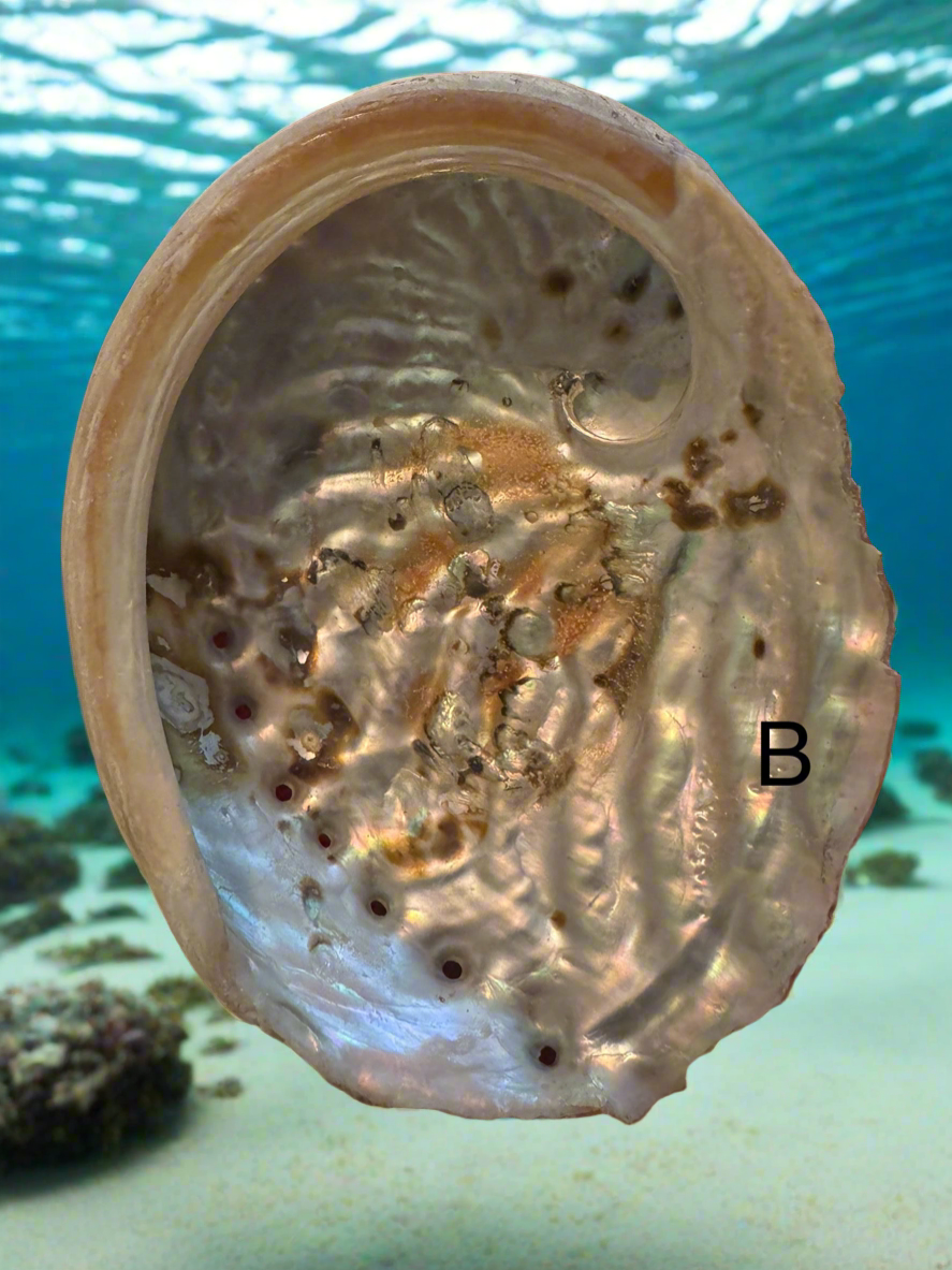 Abalone Shell (B)
