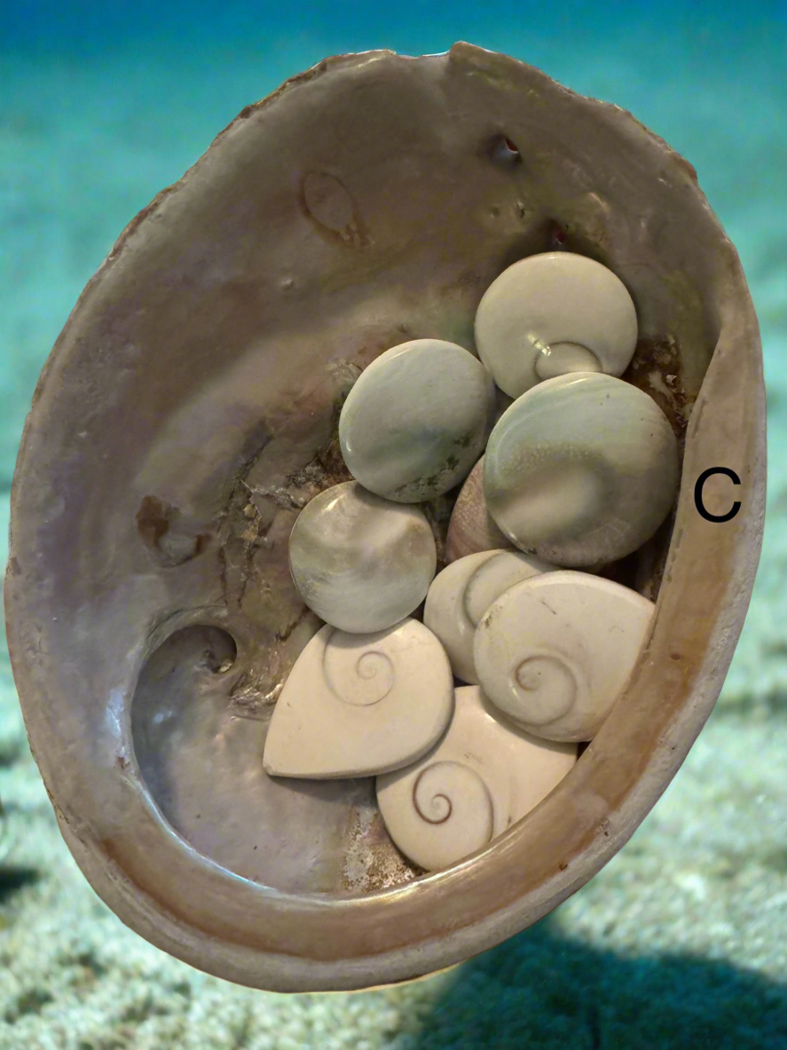 Abalone Shell (C)