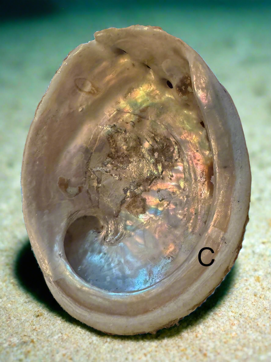 Abalone Shell (C)