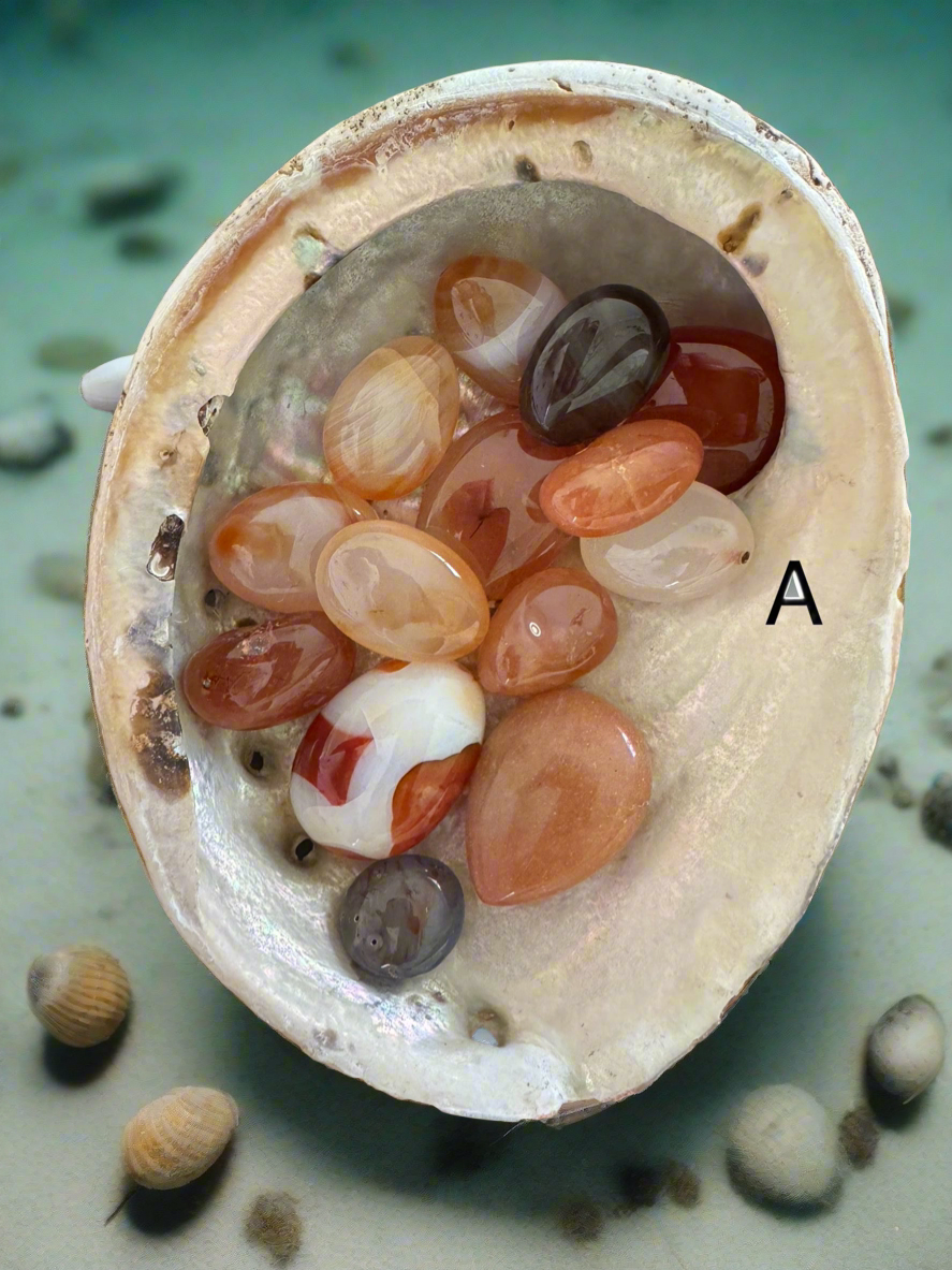 Abalone Shell A