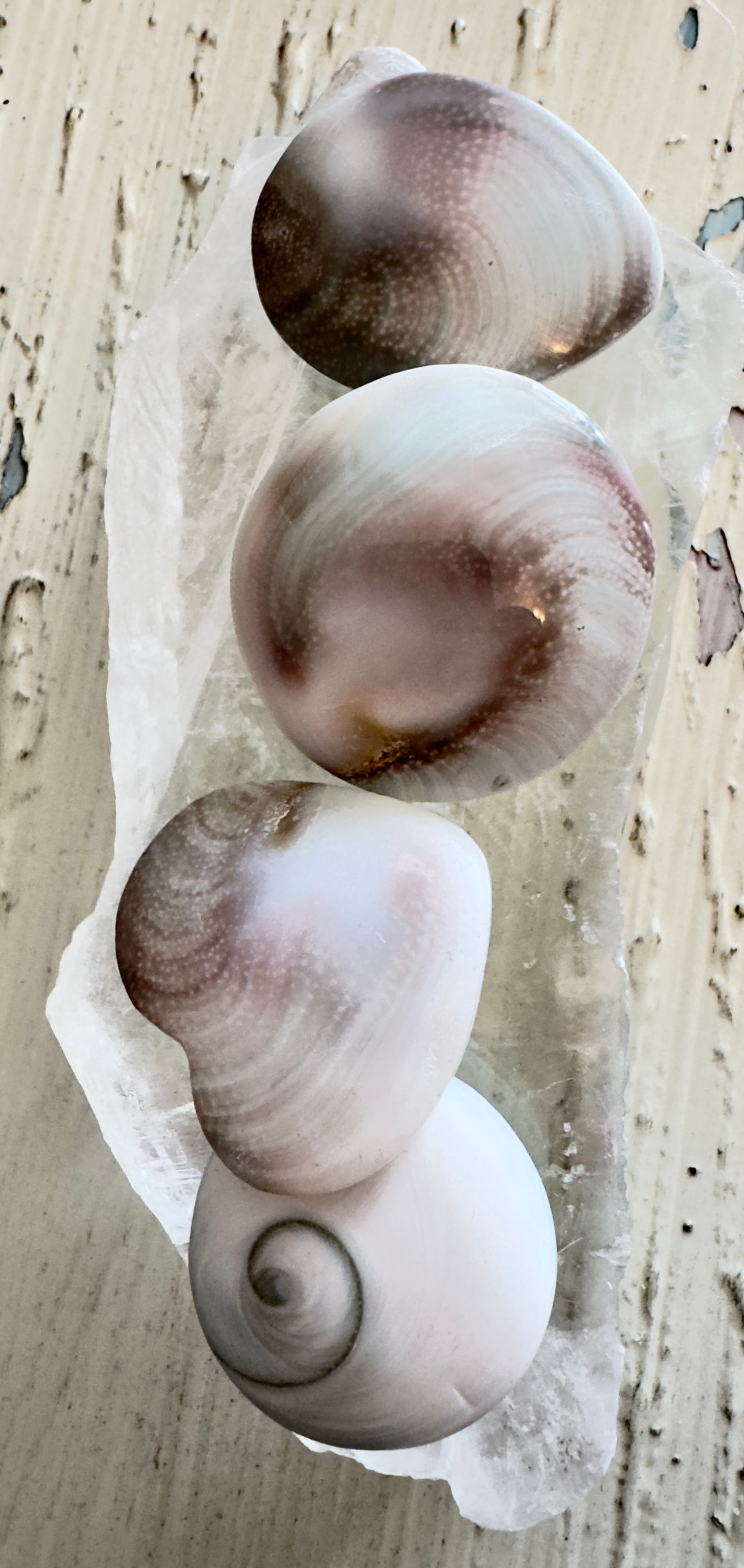 Shiva Shells