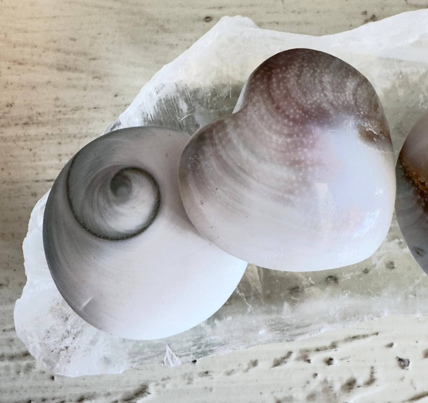 Shiva Shells