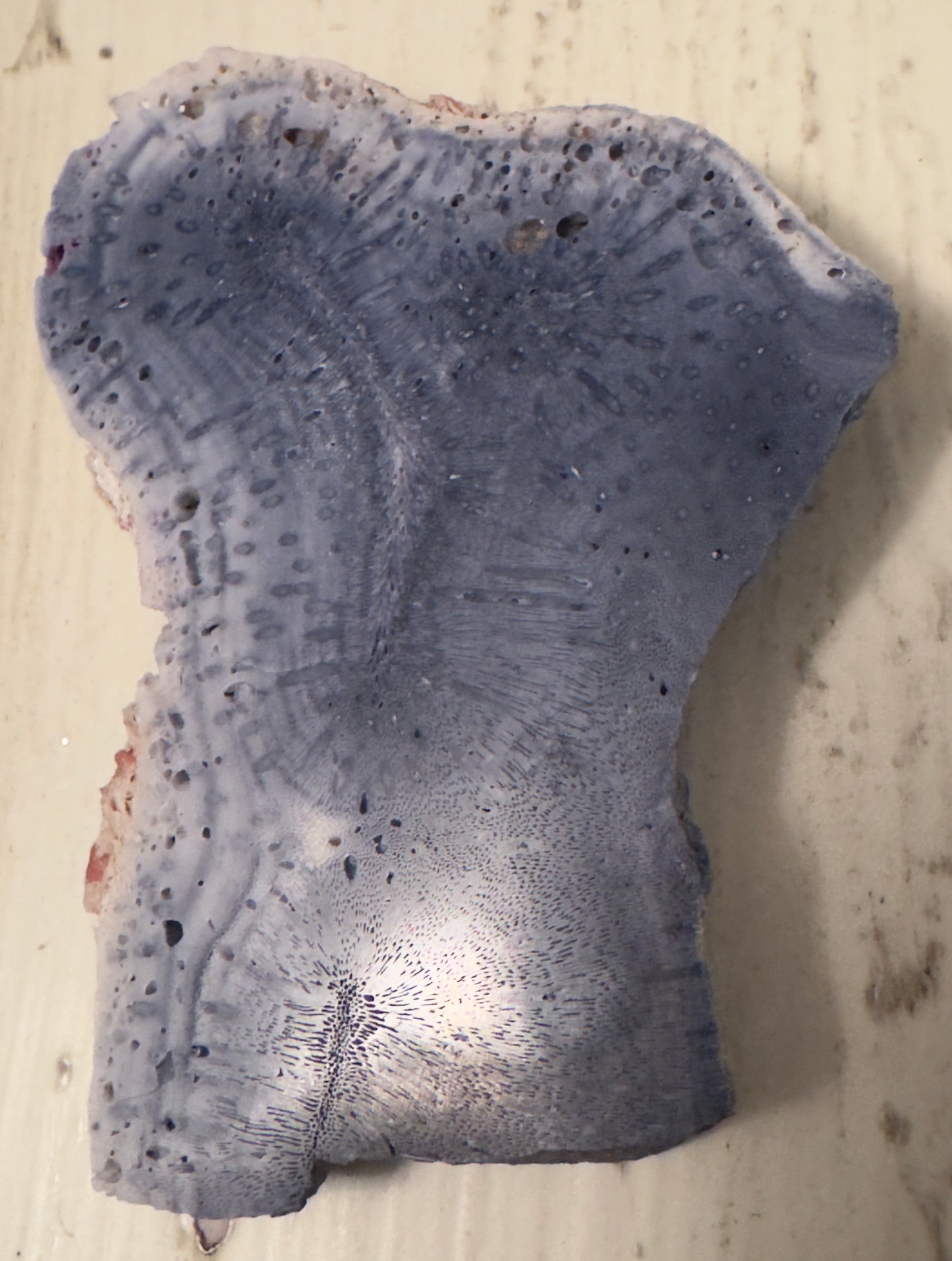 Blue Ridge Coral (C)