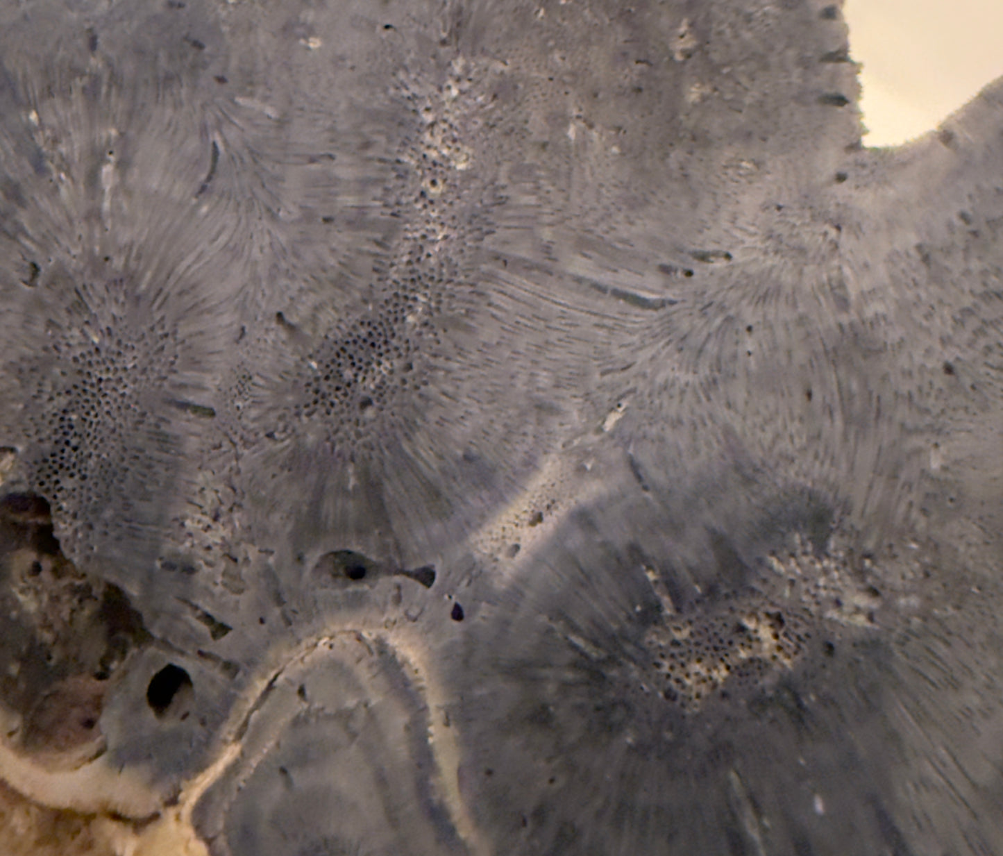 Natural Blue Ridge Coral (D)Slab