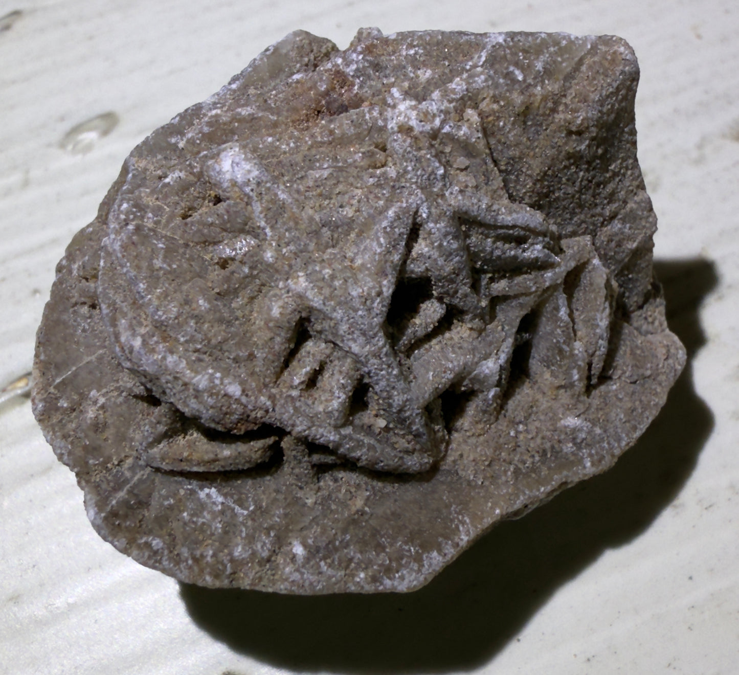 š Desert Rose Selenite š¤