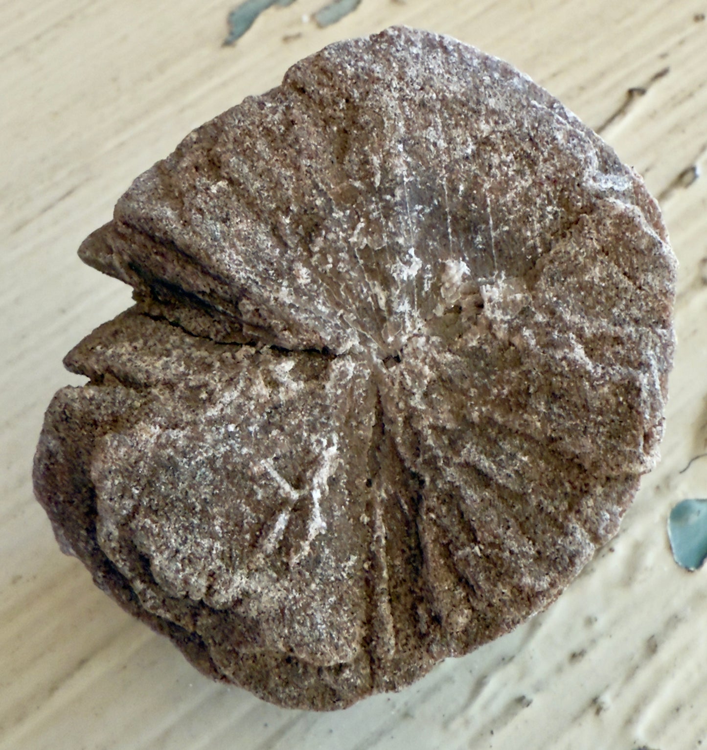 š Desert Rose Selenite š¤