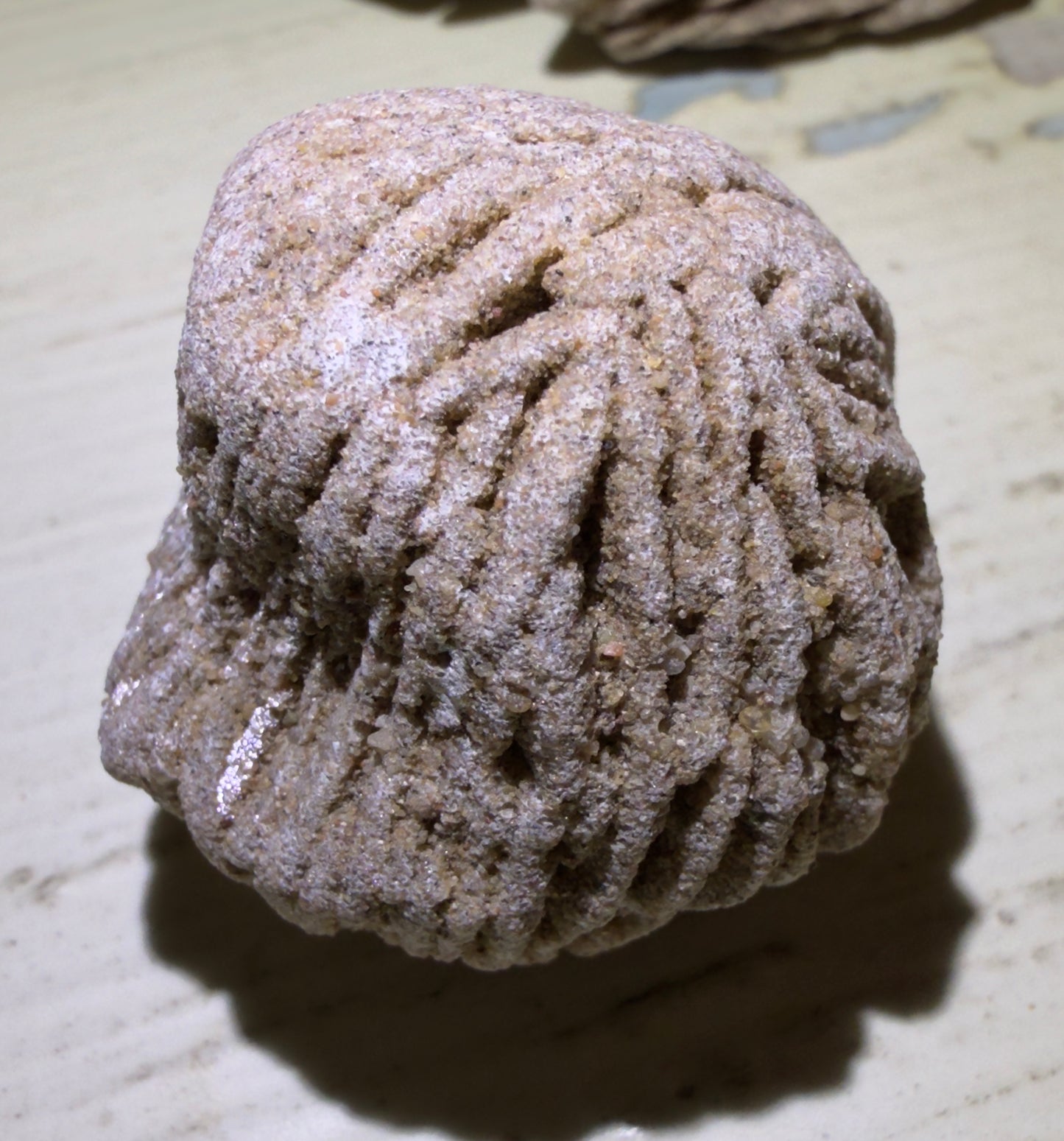 š Desert Rose Selenite š¤