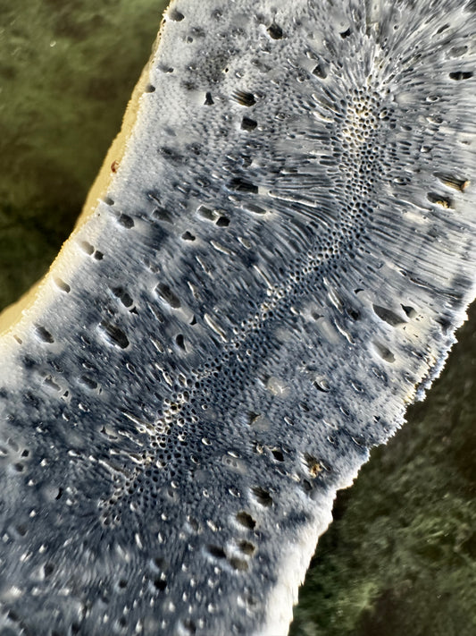 Natural Blue Ridge Coral (B)