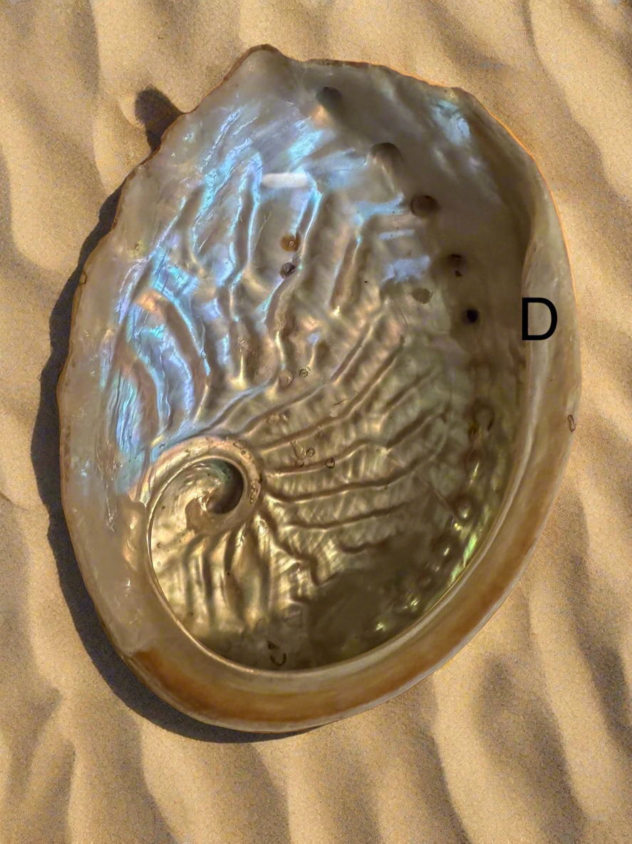 Abalone Shell (D)