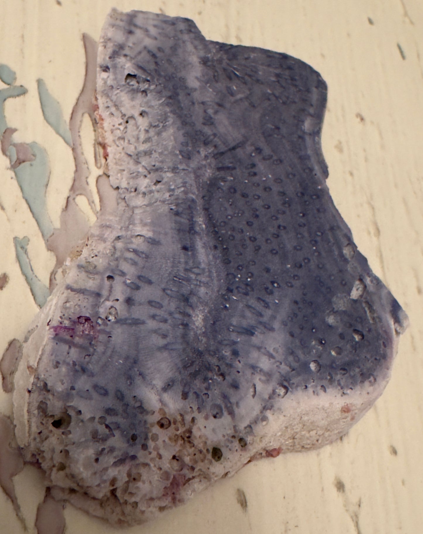 Blue Ridge Coral (C)