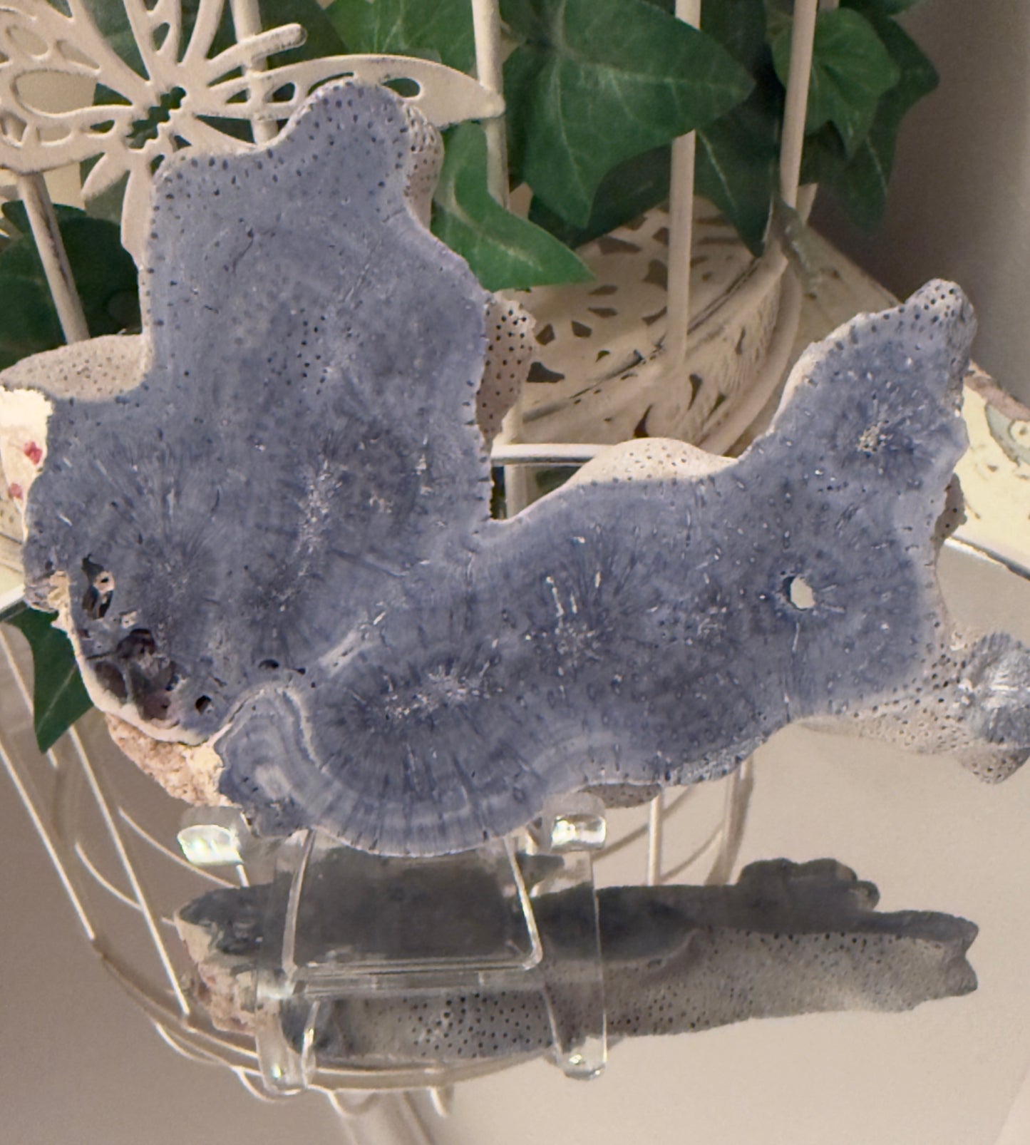Natural Blue Ridge Coral (D)Slab